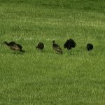 A flock of black ibis